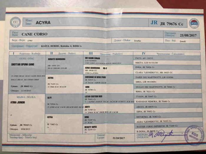 kane korso štenci besplatni mali oglasi