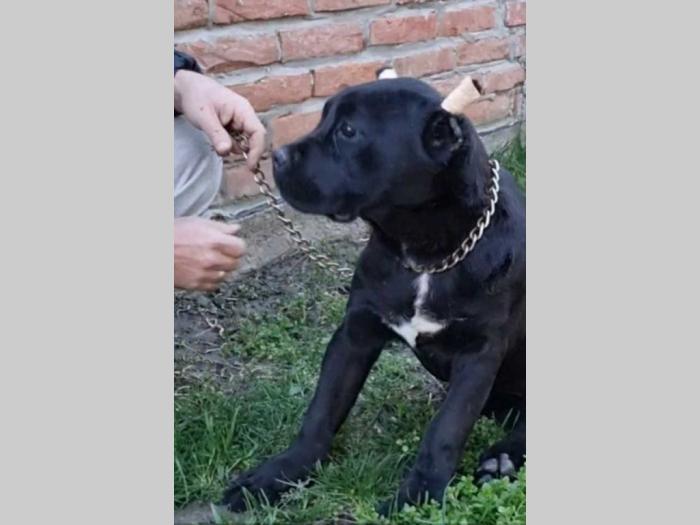 kane korso štenci besplatni mali oglasi