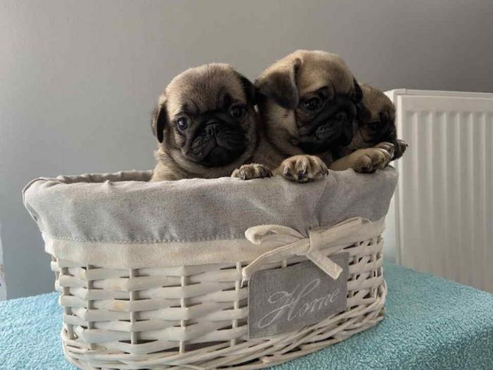 mops štenci besplatni mali oglasi