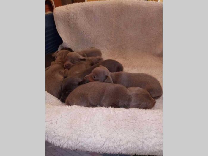 jazavičari štenci besplatni mali oglasi