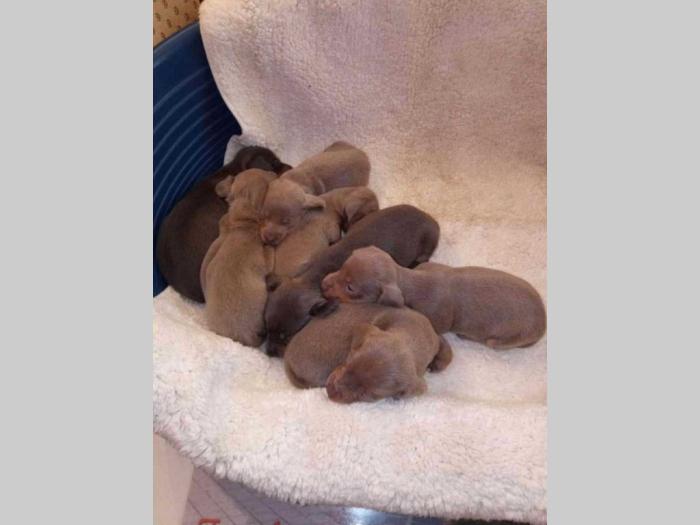 jazavičari štenci besplatni mali oglasi