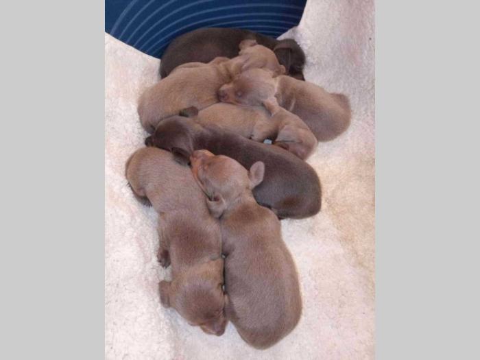 jazavičari štenci besplatni mali oglasi