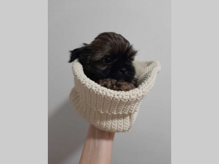 ši cu štenci besplatni mali oglasi