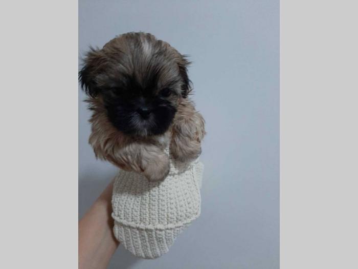 ši cu štenci besplatni mali oglasi