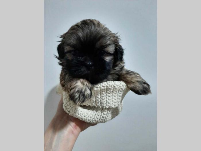 ši cu štenci besplatni mali oglasi