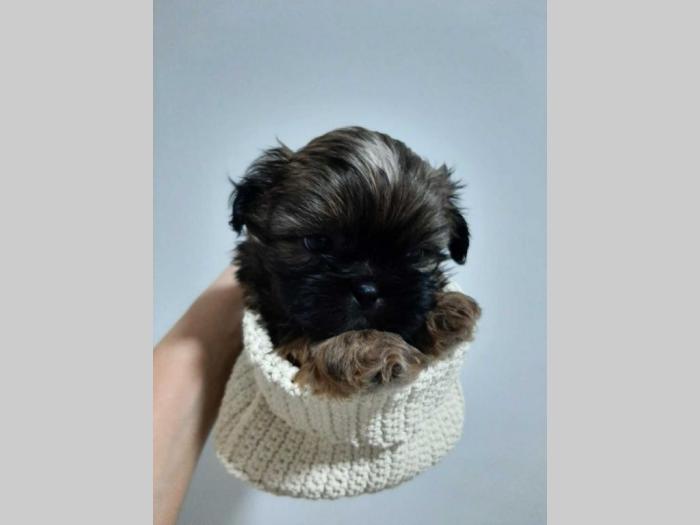 ši cu štenci besplatni mali oglasi