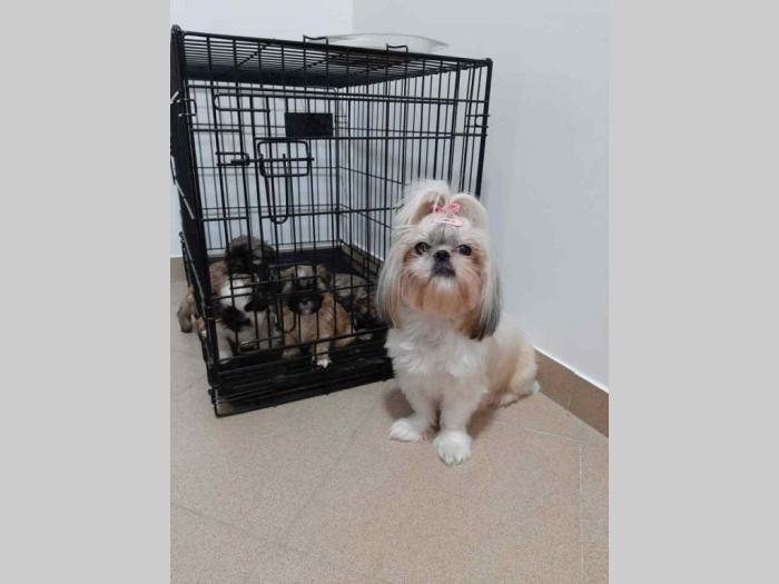 ši cu štenci besplatni mali oglasi