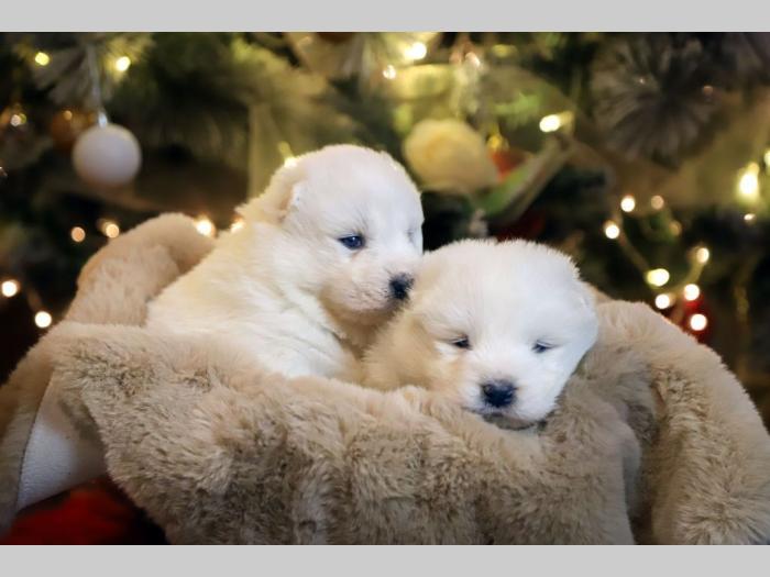 samojed štenci besplatni mali oglasi