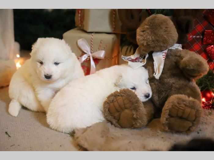 samojed štenci besplatni mali oglasi