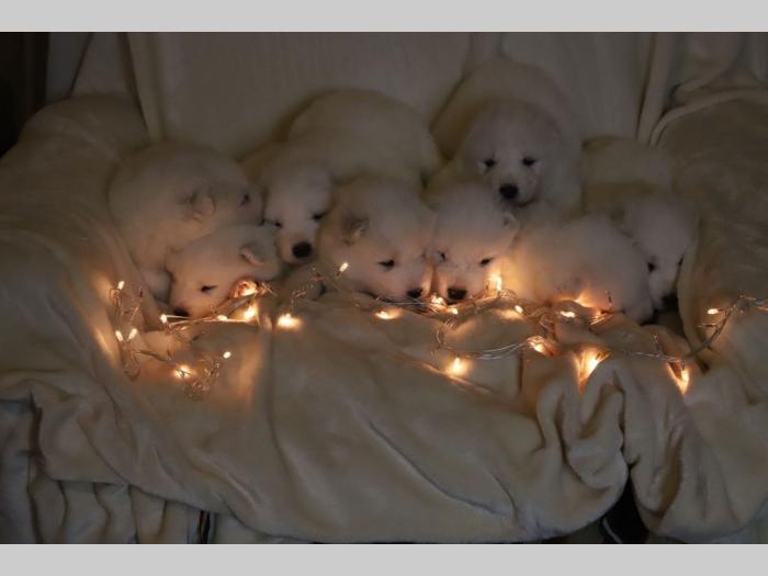 samojed štenci besplatni mali oglasi