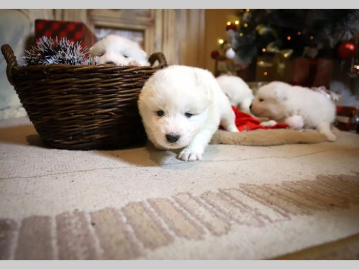 samojed štenci besplatni mali oglasi