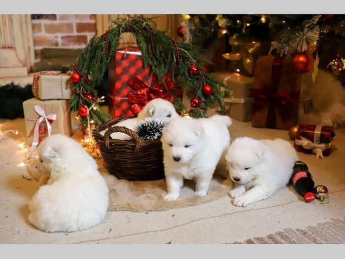 samojed štenci besplatni mali oglasi