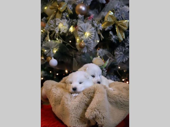 samojed štenci besplatni mali oglasi
