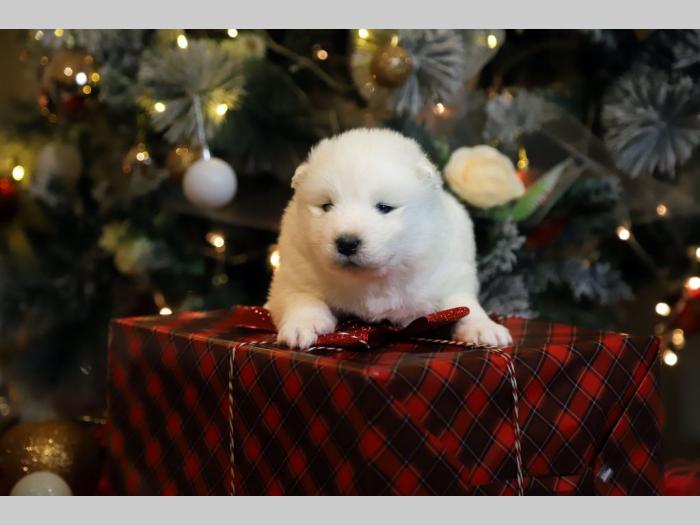 samojed štenci besplatni mali oglasi