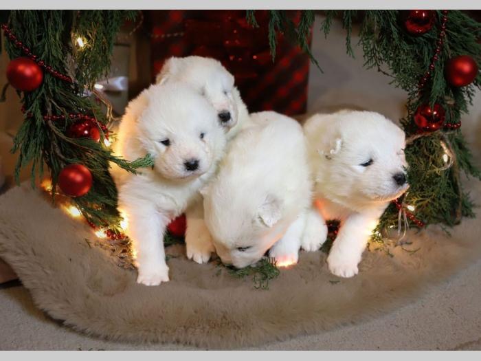samojed štenci besplatni mali oglasi