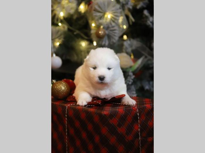 samojed štenci besplatni mali oglasi