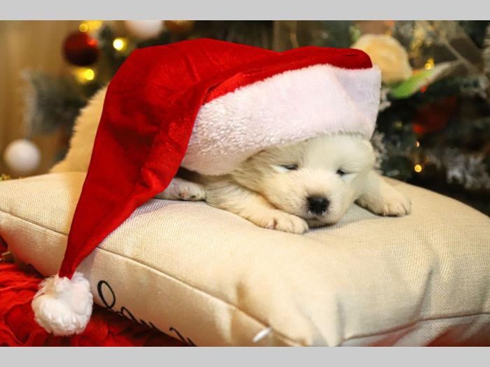 samojed štenci besplatni mali oglasi