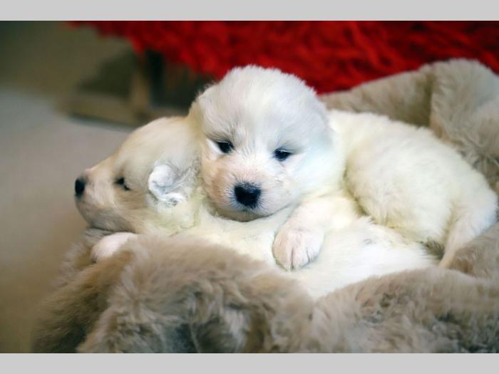 samojed štenci besplatni mali oglasi