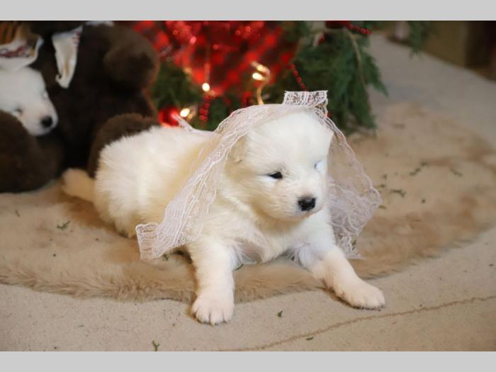samojed štenci besplatni mali oglasi