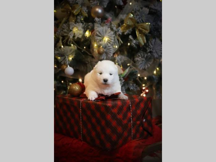 samojed štenci besplatni mali oglasi
