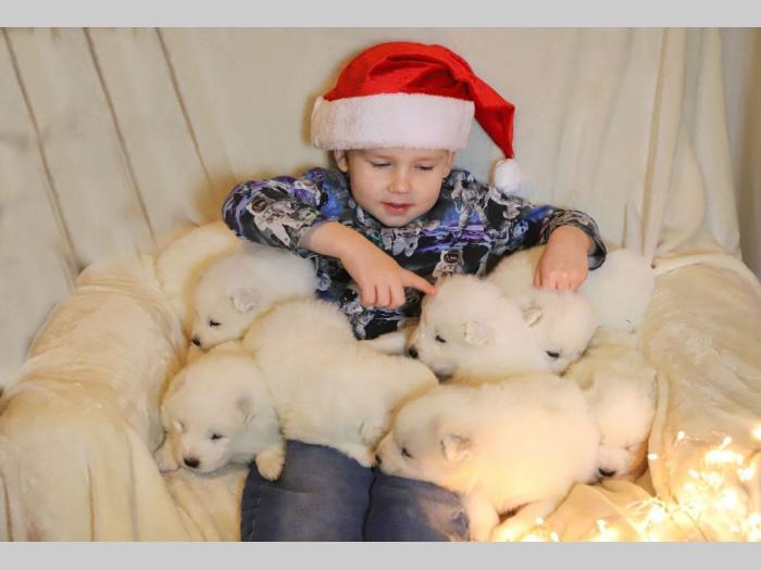 samojed štenci besplatni mali oglasi