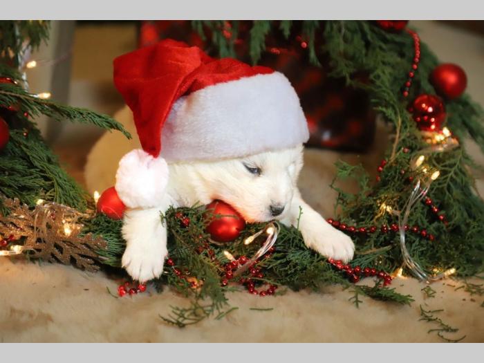 samojed štenci besplatni mali oglasi