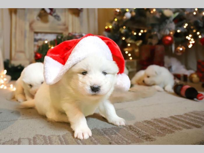 samojed štenci besplatni mali oglasi