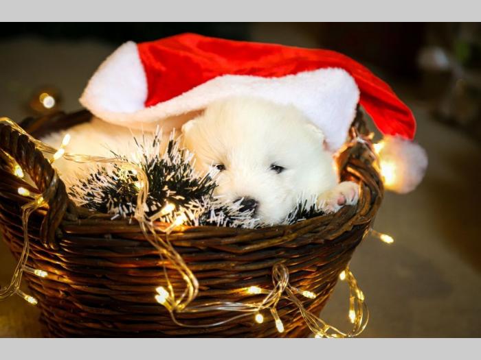 samojed štenci besplatni mali oglasi