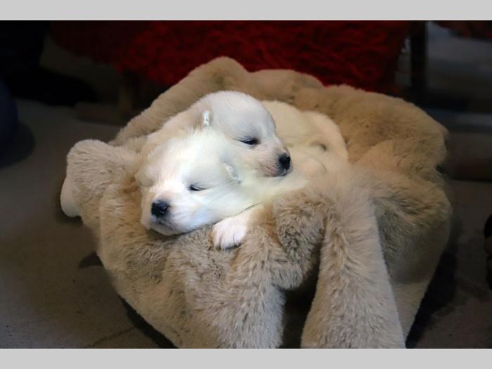 samojed štenci besplatni mali oglasi