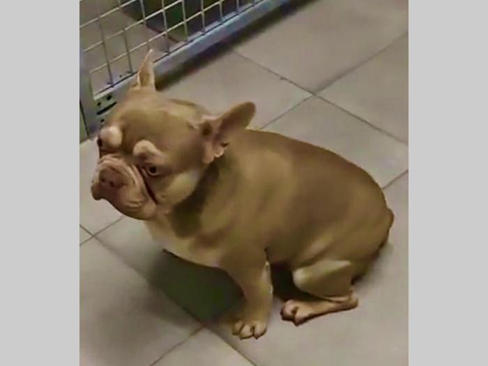 francuski buldog parenje besplatni mali oglasi