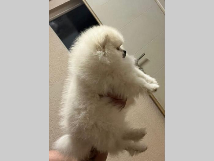 pomeranac mini štence besplatni mali oglasi