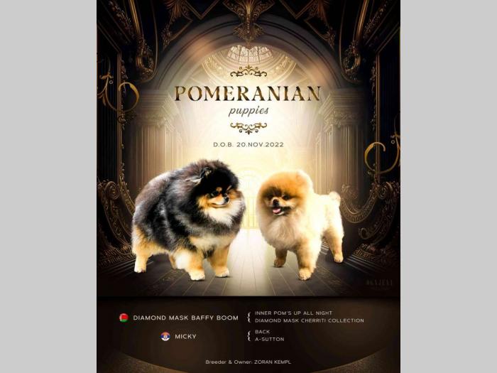 pomeranac mini štence besplatni mali oglasi