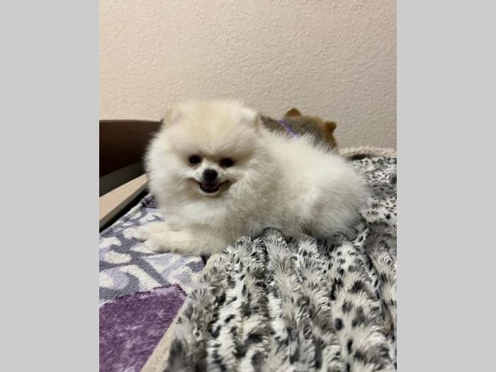pomeranac mini štence besplatni mali oglasi