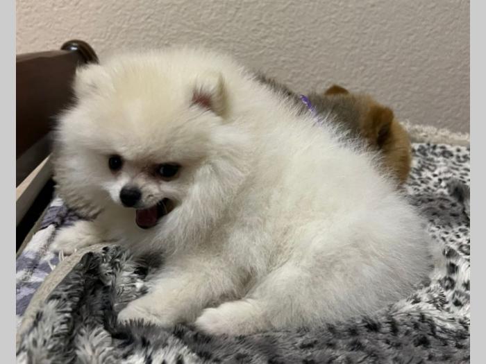 pomeranac mini štence besplatni mali oglasi