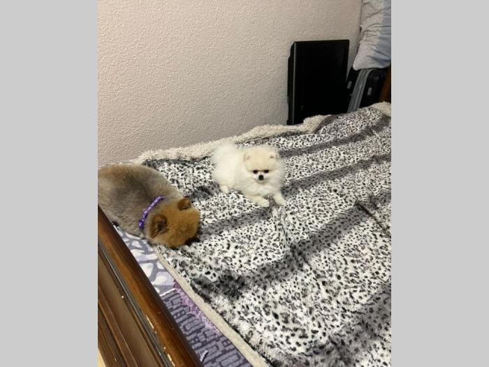 pomeranac mini štence besplatni mali oglasi