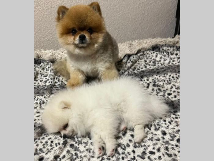 pomeranac mini štence besplatni mali oglasi