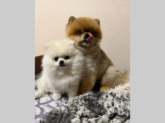 pomeranac mini štence besplatni mali oglasi