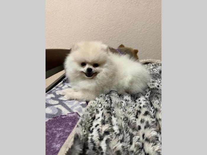 pomeranac mini štence besplatni mali oglasi