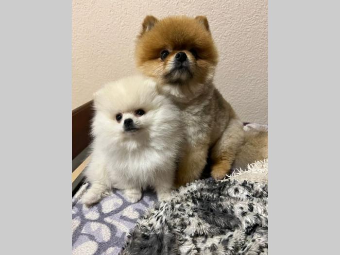 pomeranac mini štence besplatni mali oglasi