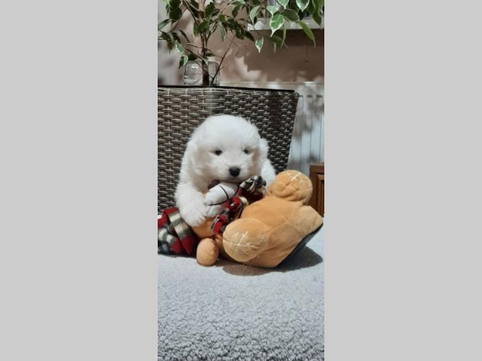 samojed štenci besplatni mali oglasi