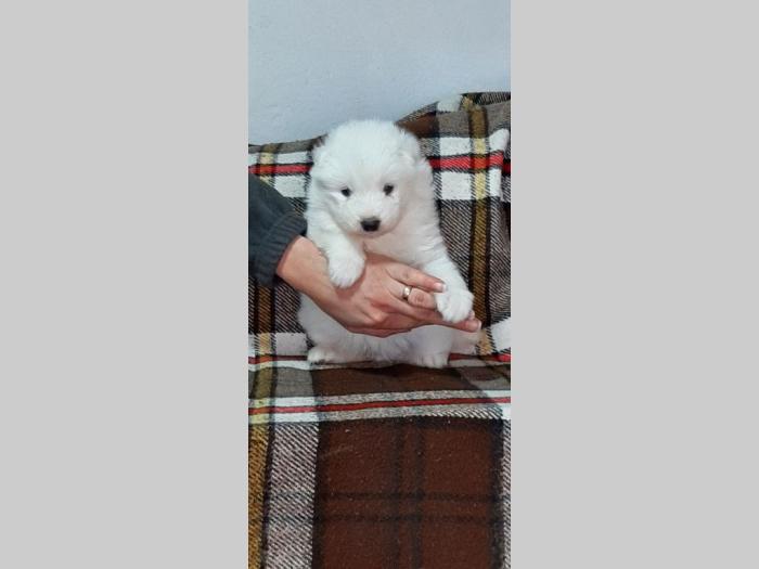 samojed štenci besplatni mali oglasi