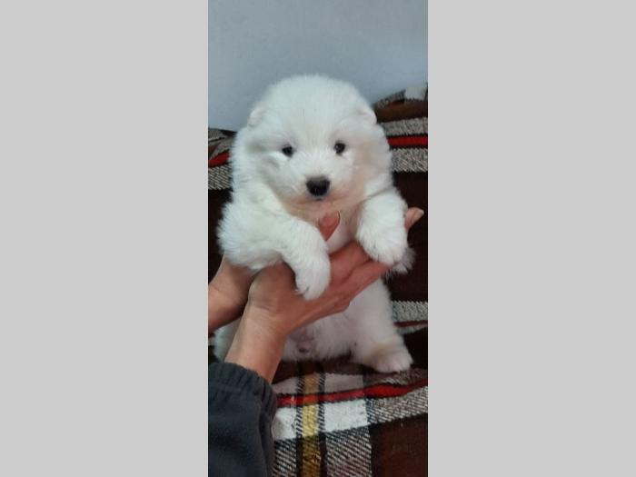 samojed štenci besplatni mali oglasi
