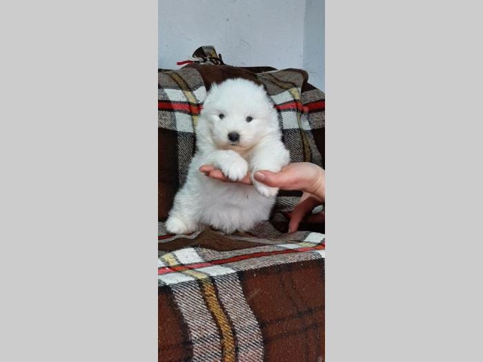 samojed štenci besplatni mali oglasi