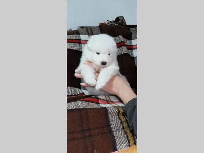 samojed štenci besplatni mali oglasi