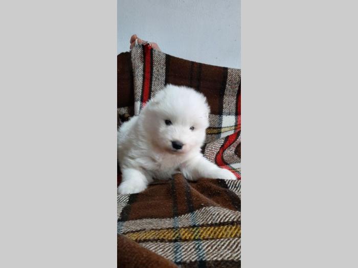 samojed štenci besplatni mali oglasi