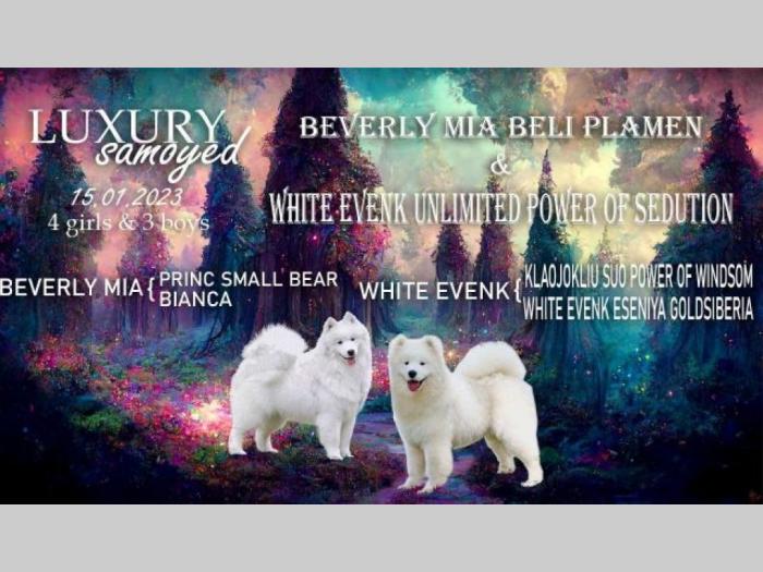 samojed štenci besplatni mali oglasi