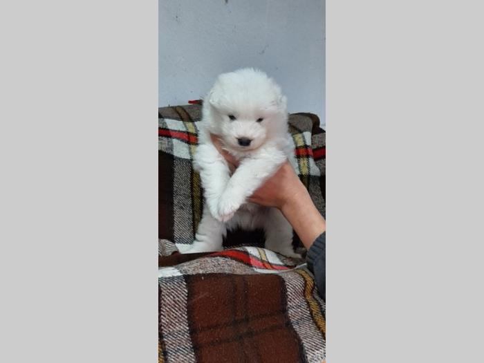 samojed štenci besplatni mali oglasi