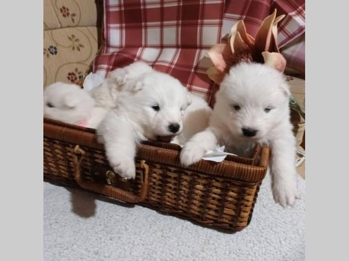 samojed štenci besplatni mali oglasi