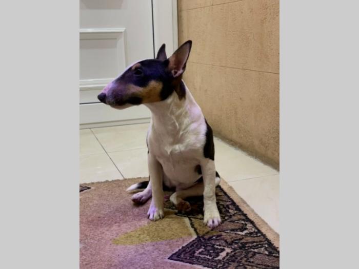 mini bul terijer štenci besplatni mali oglasi