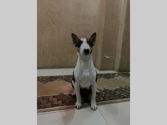 mini bul terijer štenci besplatni mali oglasi